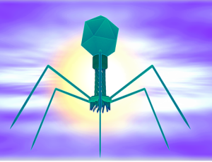 Frequency Bacterio phage